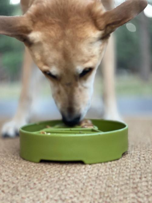 Pine Tree Christmas eBowl Deep Slow Feeder Dog Bowl for Enrichment | USA Made - Doot's Pet LLC Collars For A Cause