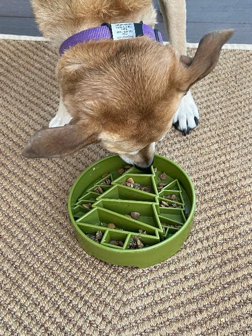 Pine Tree Christmas eBowl Deep Slow Feeder Dog Bowl for Enrichment | USA Made - Doot's Pet LLC Collars For A Cause