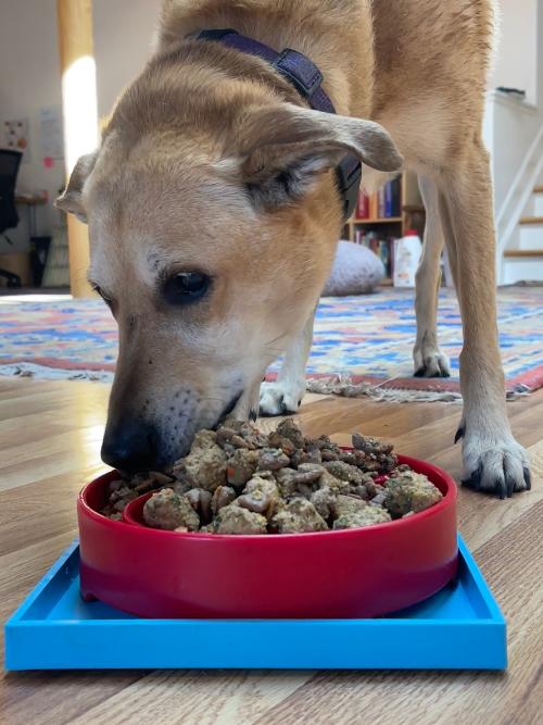 Hold 'em Suction Cup Holder for Dog Bowls & Lick Mats | USA Made - Doot's Pet LLC Collars For A Cause
