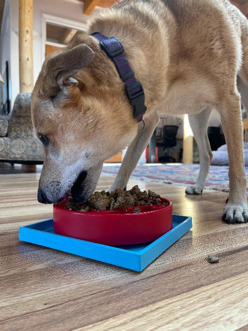 Hold 'em Suction Cup Holder for Dog Bowls & Lick Mats | USA Made - Doot's Pet LLC Collars For A Cause