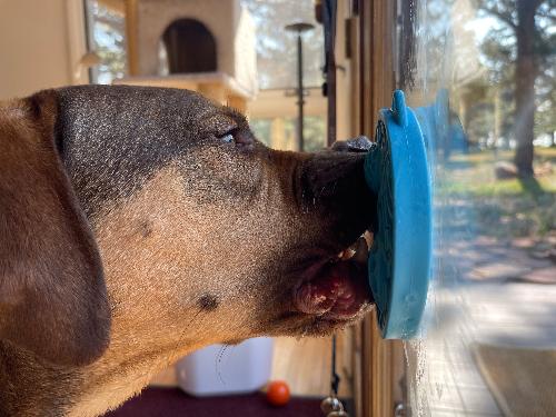 Turtle eMat-Mini Lick Mat with Suction Cups - Small Dogs & Cats | USA - Doot's Pet LLC Collars For A Cause