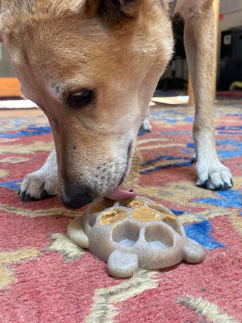 Turtle Nylon Chew Toy - Ultra-Durable Enrichment Toy for Power Chewers USA - Doot's Pet LLC Collars For A Cause