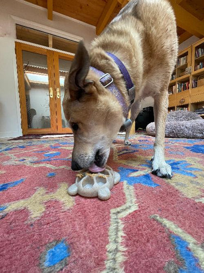 Turtle Nylon Chew Toy - Ultra-Durable Enrichment Toy for Power Chewers USA - Doot's Pet LLC Collars For A Cause