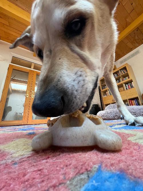 Turtle Nylon Chew Toy - Ultra-Durable Enrichment Toy for Power Chewers USA - Doot's Pet LLC Collars For A Cause