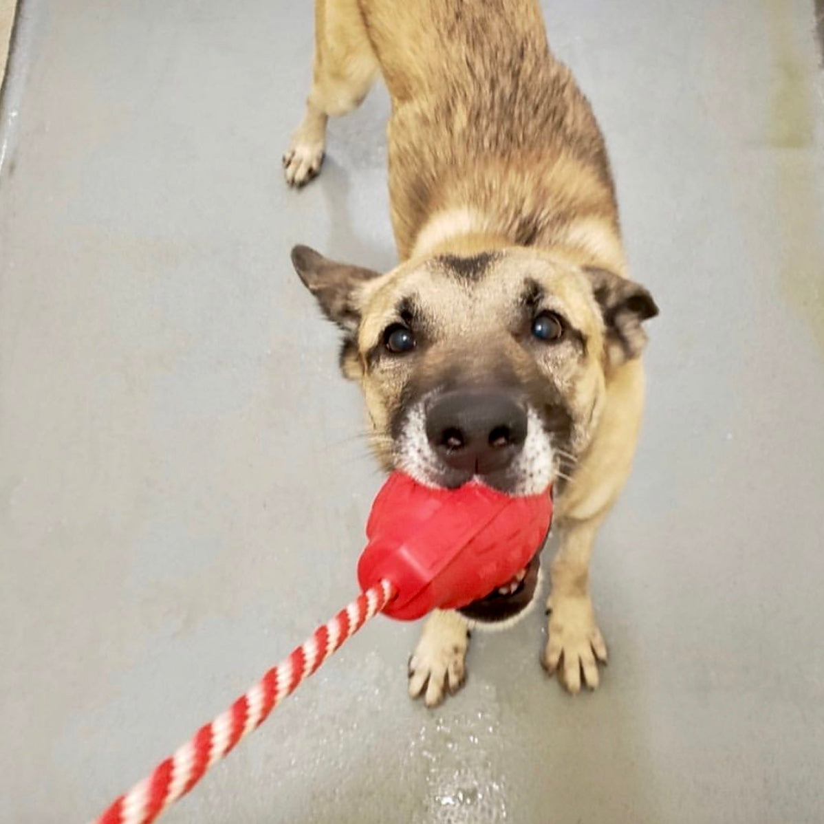 USA-K9 Grenade Shaped Durable Rubber Chew Toy, Treat Dispenser, Reward Toy, Tug Toy, and Retrieving Toy - Doot's Pet LLC Collars For A Cause