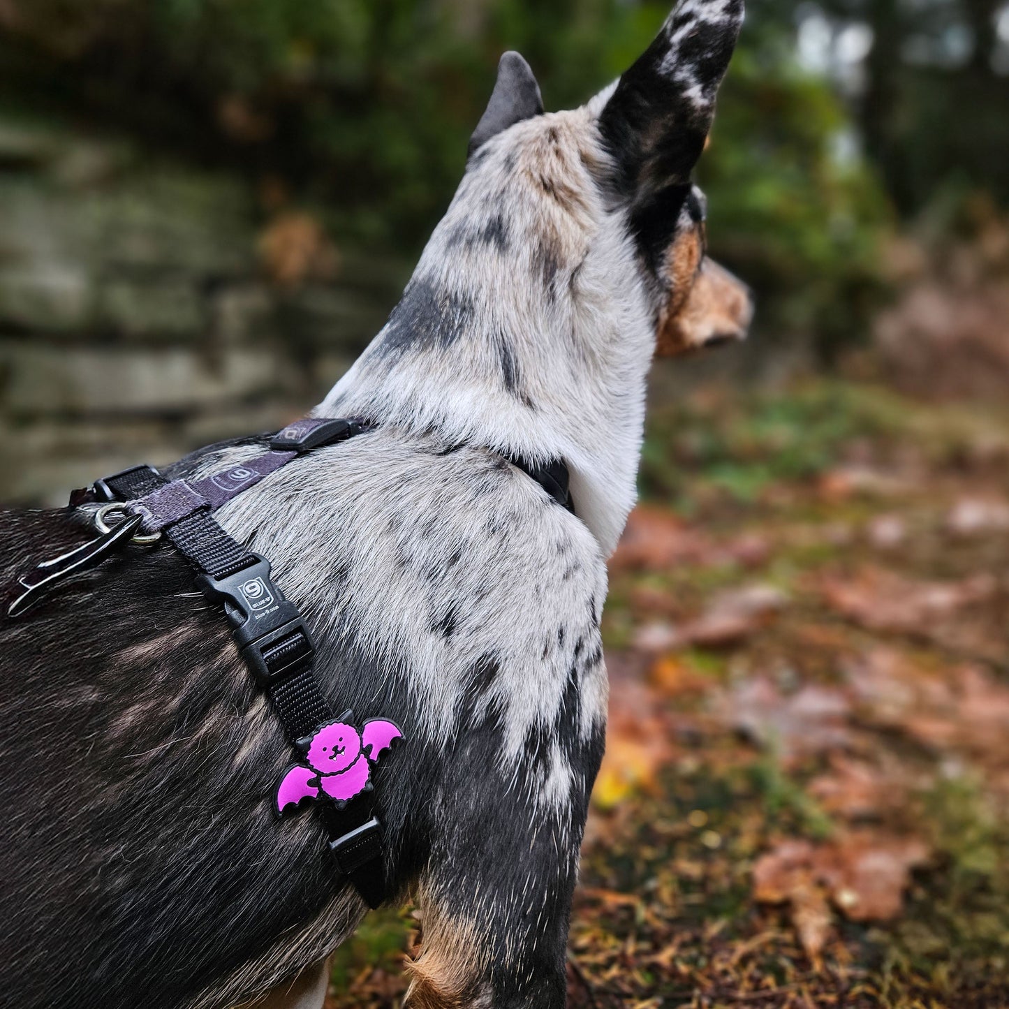 Bat Jiby Dog Charm