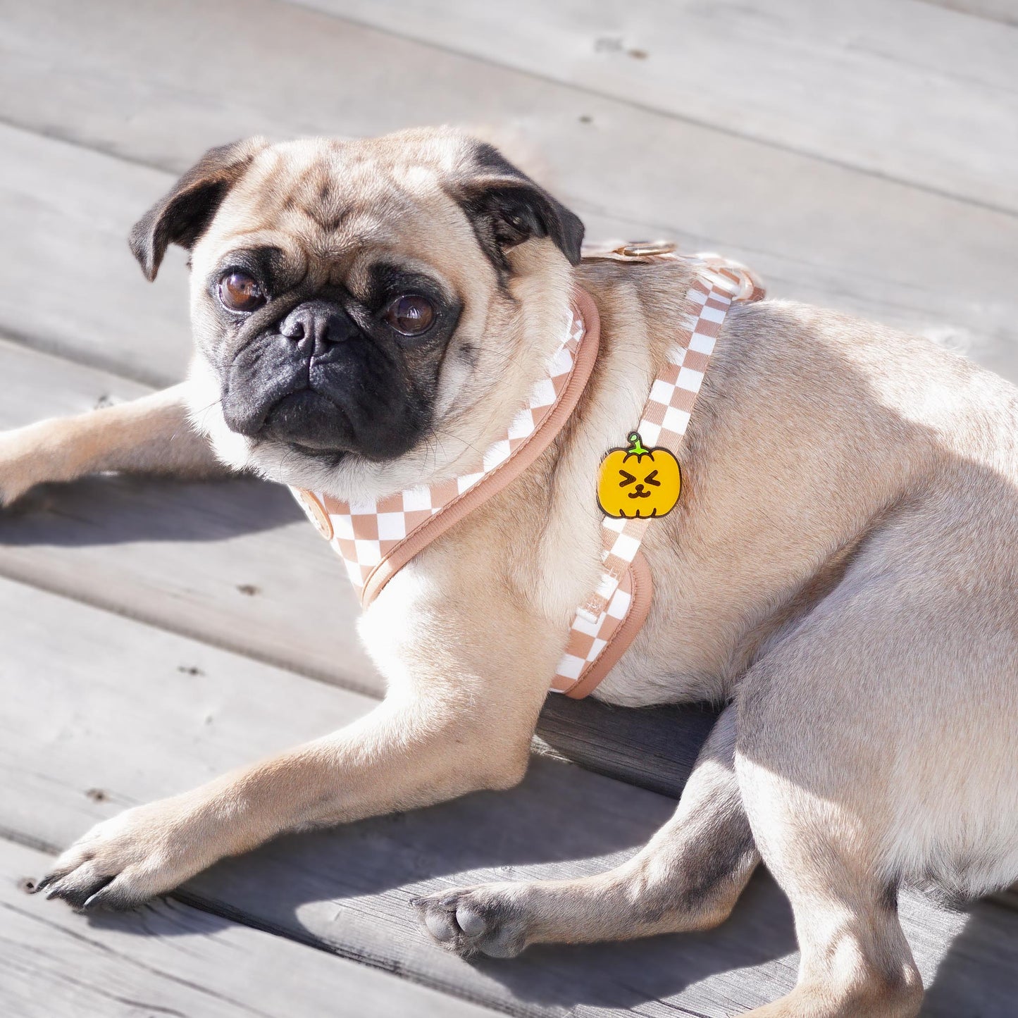Pumpkin Jiby Dog Charm