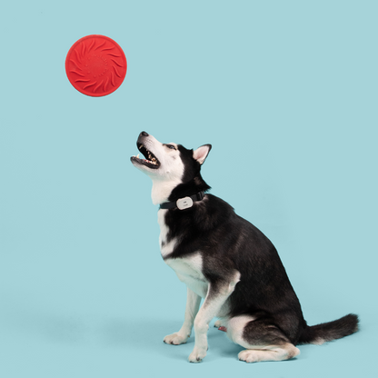 Jolly Tuff Flyer - Doot's Pet LLC Collars For A Cause