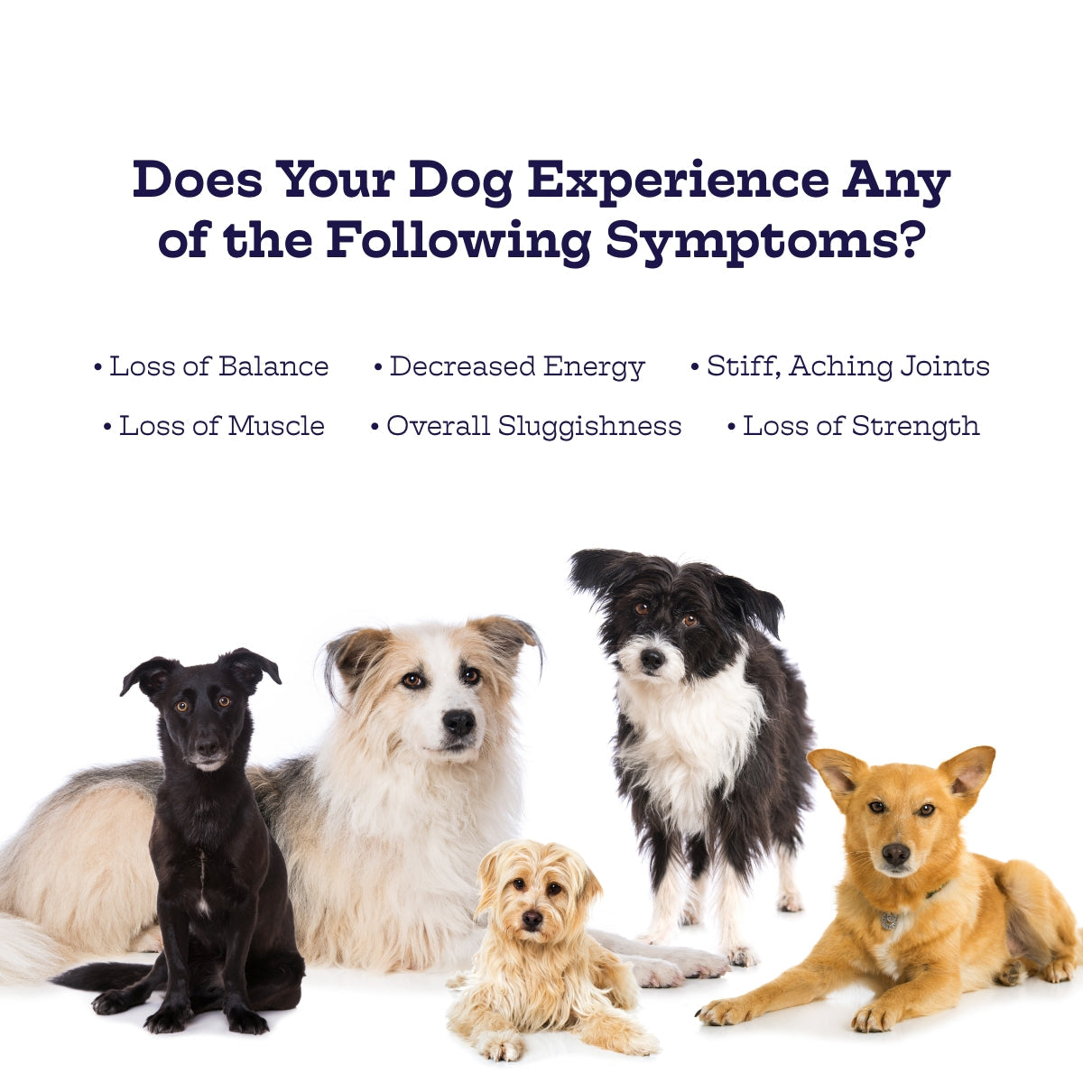 Hip & Joint Chews - Doot's Pet LLC Collars For A Cause