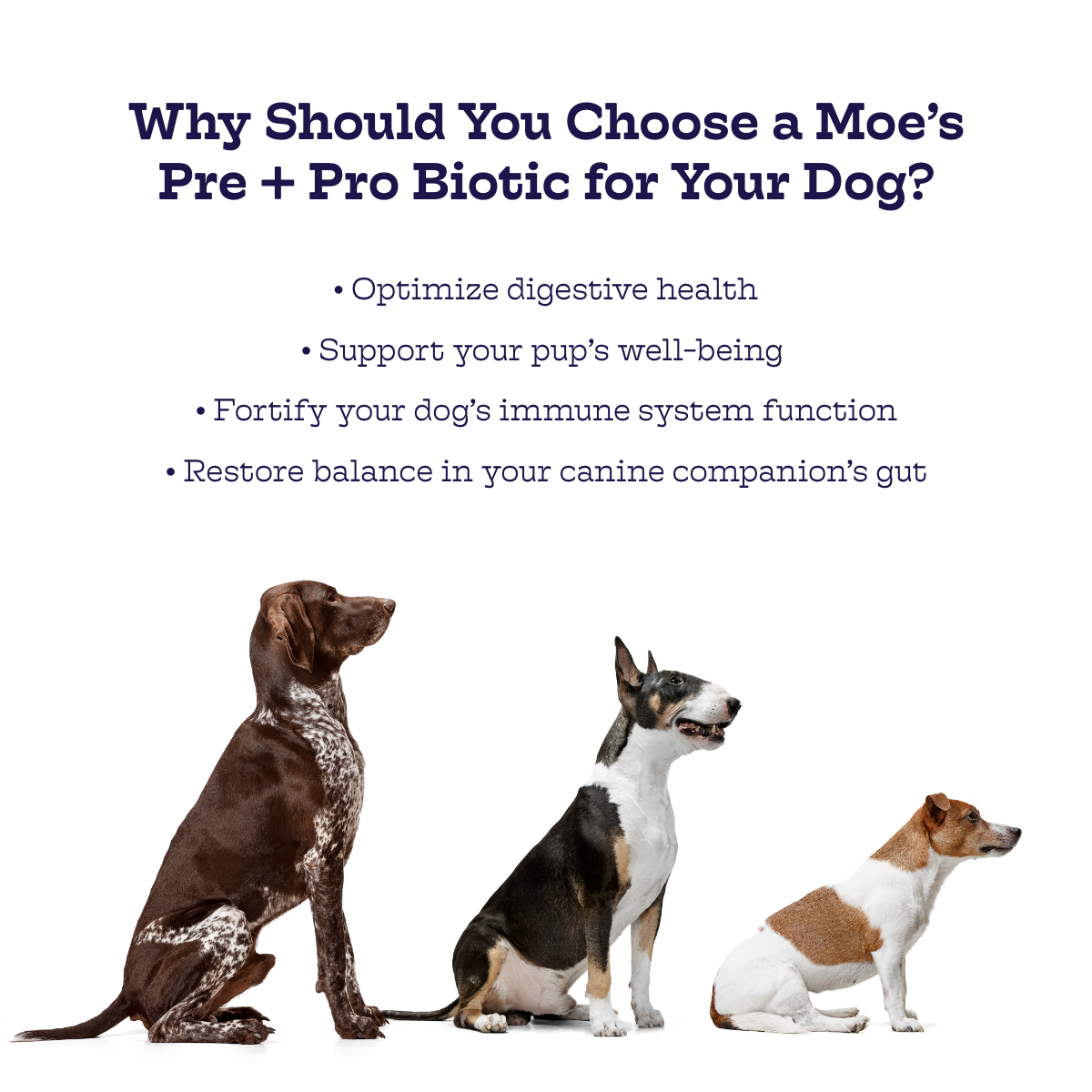 Pre + Pro Biotic Chews - Doot's Pet LLC Collars For A Cause