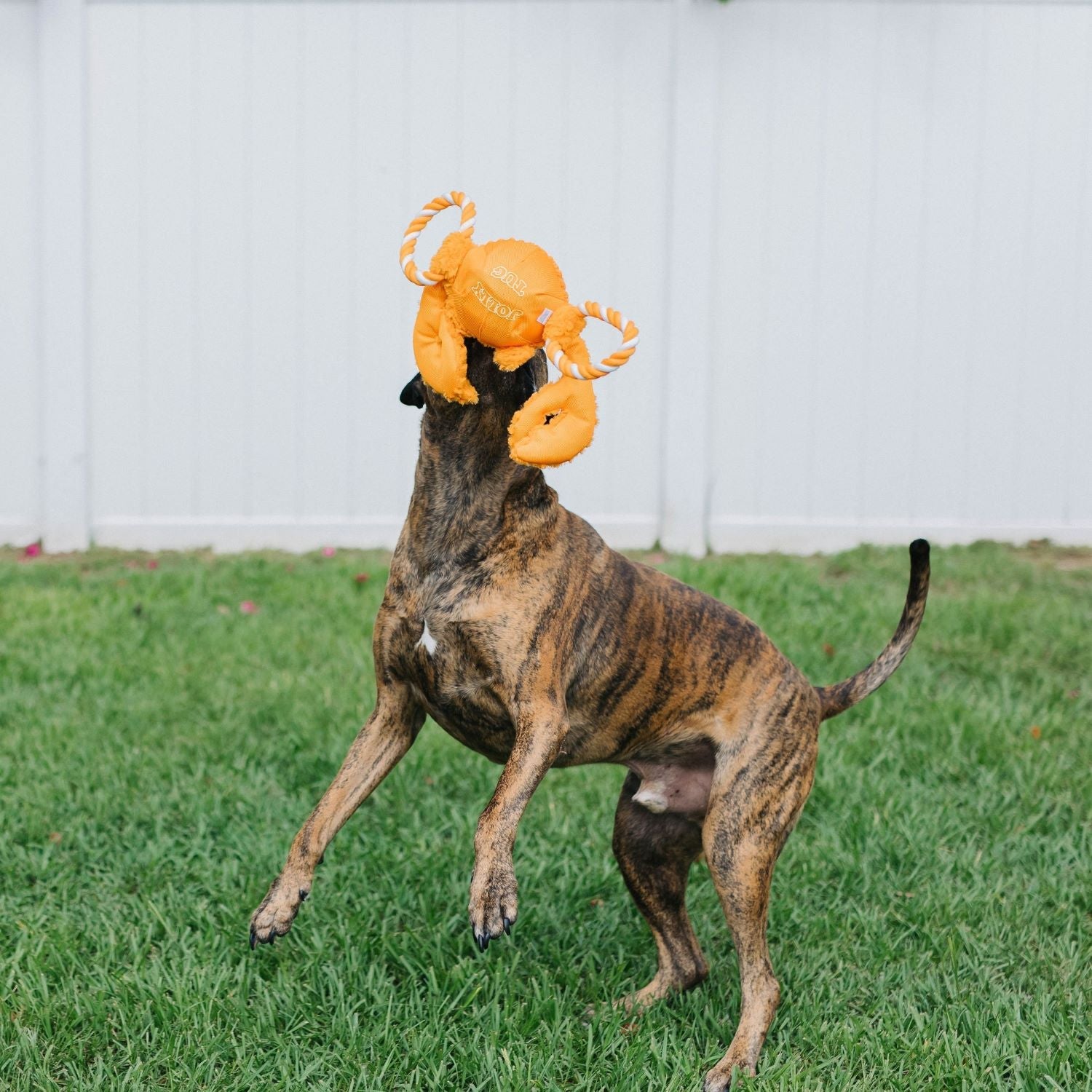 Tug-a-Mals - Doot's Pet LLC Collars For A Cause