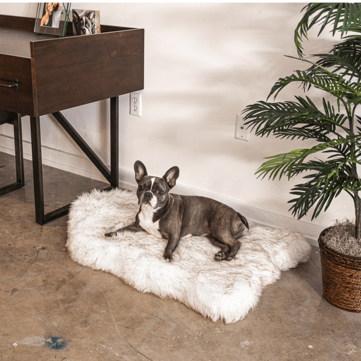 PupRug by Paw.com® Faux Fur Orthopedic Dog Bed - Curve White with Brown Accents - Doot's Pet LLC Collars For A Cause