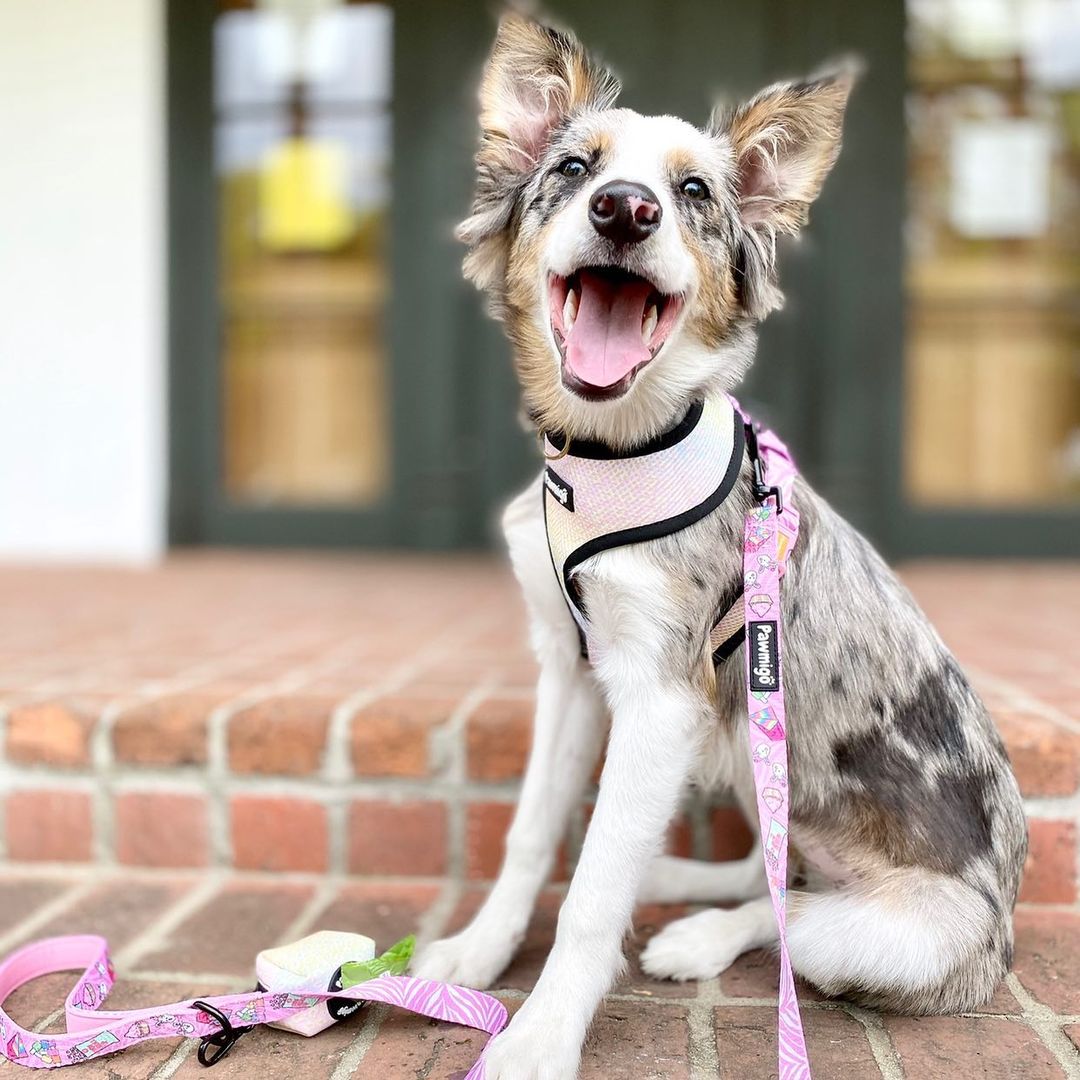 Slumber Pawty Leash Kit - Doot's Pet LLC Collars For A Cause