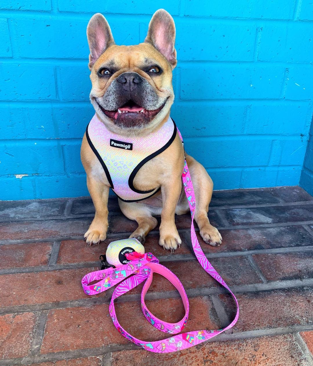 Slumber Pawty Leash Kit - Doot's Pet LLC Collars For A Cause