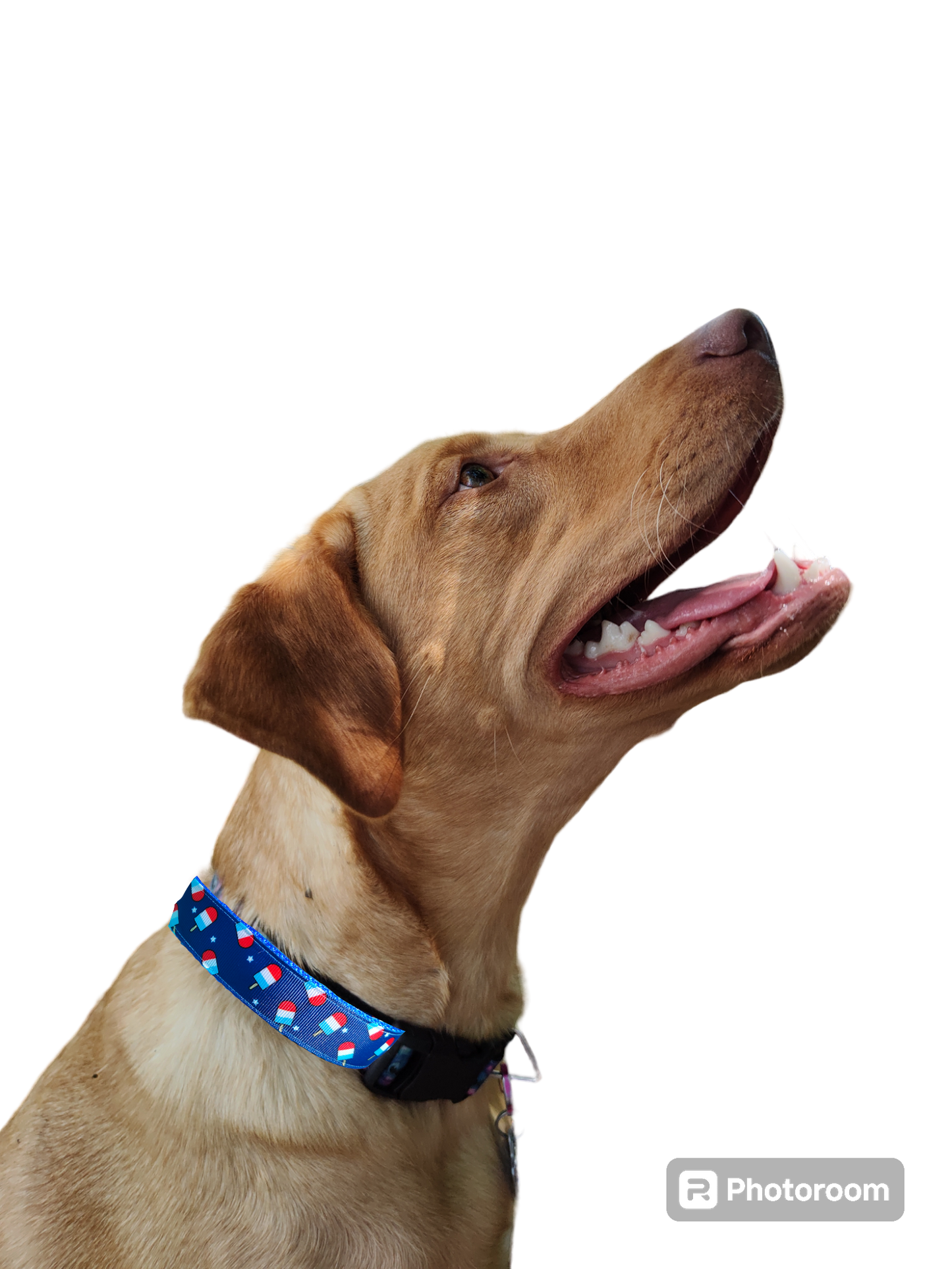 Summer Pop Blue Nylon Dog Collar MD, LG, XL, Leash - Doot's Pet LLC Collars For A Cause