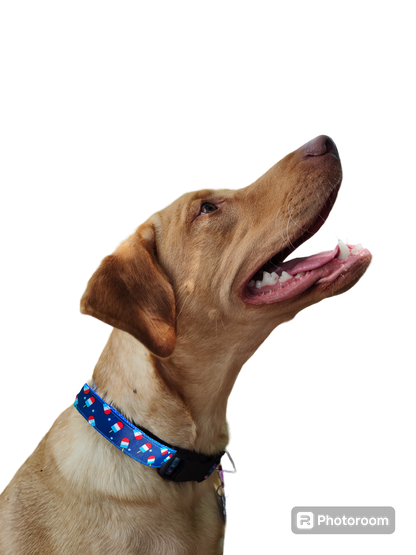 Summer Pop Blue Nylon Dog Collar MD, LG, XL, Leash - Doot's Pet LLC Collars For A Cause