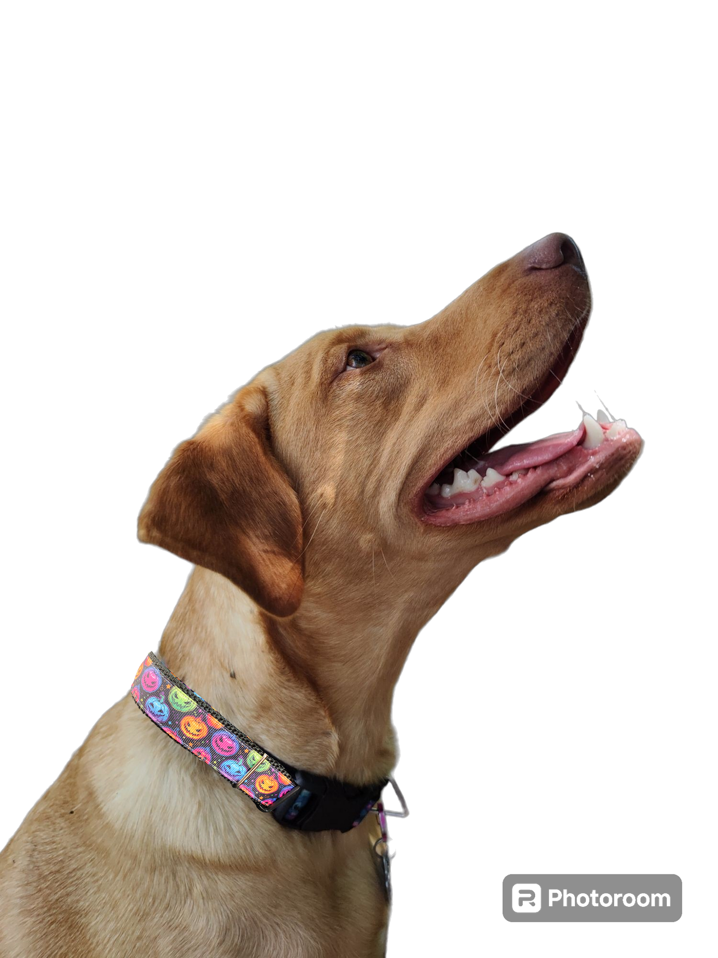 Halloween Colorful Jack O Lanterns Nylon Dog Collar - Doot's Pet LLC Collars For A Cause