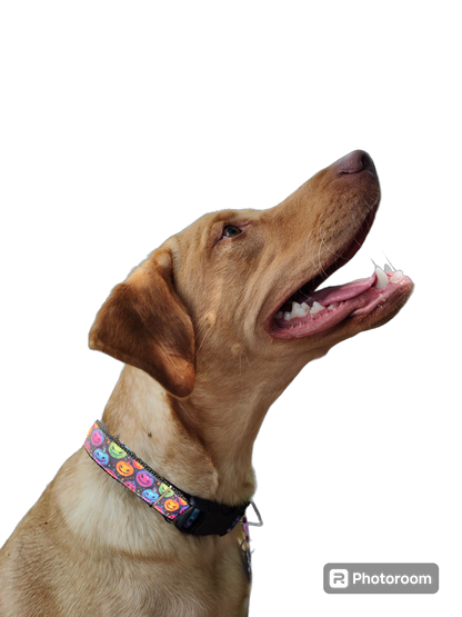Halloween Colorful Jack O Lanterns Nylon Dog Collar - Doot's Pet LLC Collars For A Cause