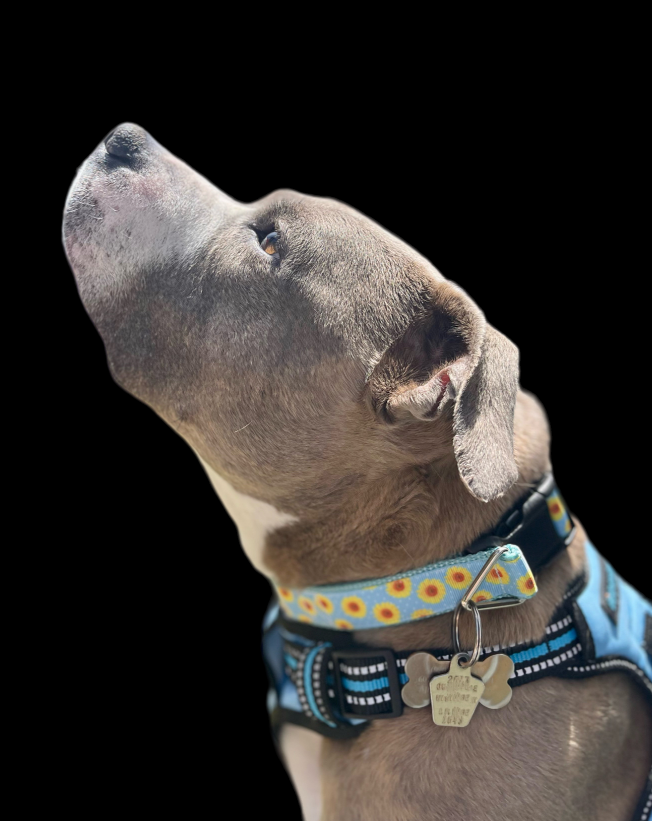 Yellow Flowers Light Blue Nylon Dog Collar MD, LG, XL, Martingale, Leash - Doot's Pet LLC Collars For A Cause