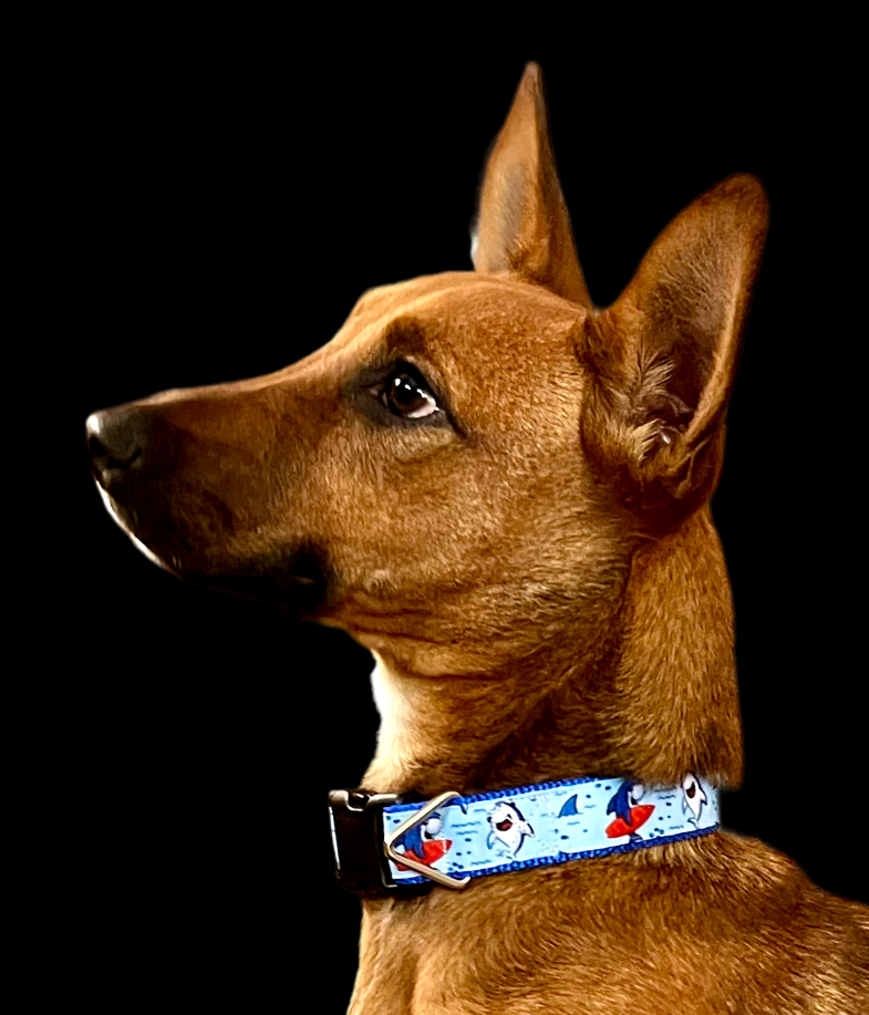 Surfer Sharks Black Nylon Dog Collar MD, LG, XL, Leash - Doot's Pet LLC Collars For A Cause