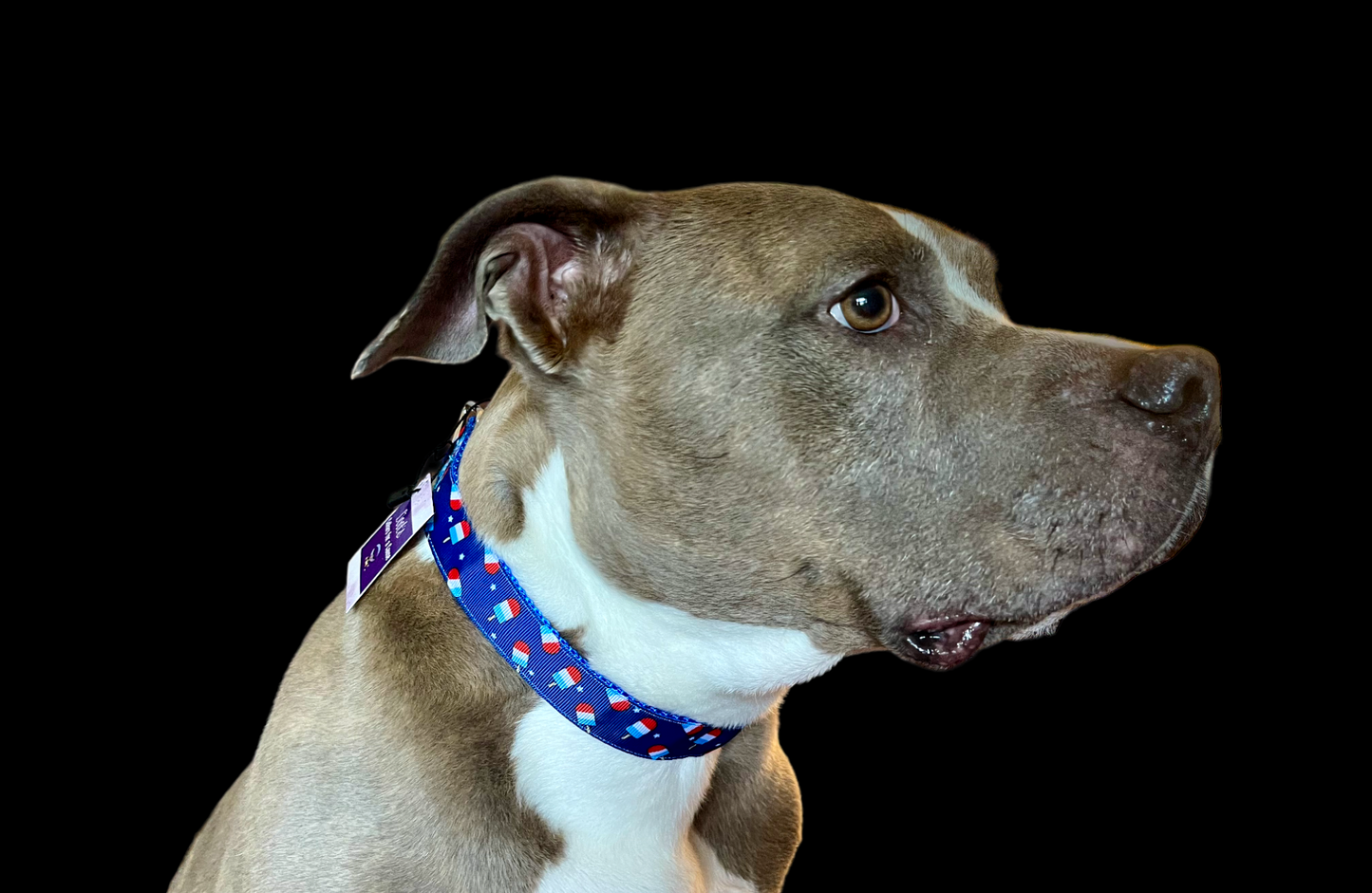 Summer Pop Blue Nylon Dog Collar MD, LG, XL, Leash - Doot's Pet LLC Collars For A Cause