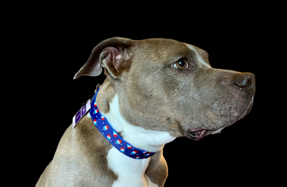 Summer Pop Blue Nylon Dog Collar MD, LG, XL, Leash - Doot's Pet LLC Collars For A Cause