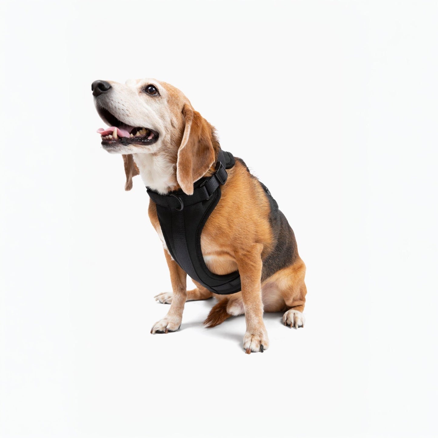 Come Here Buddy Harness