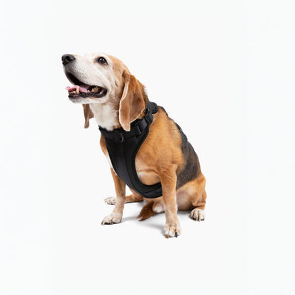 Come Here Buddy Harness