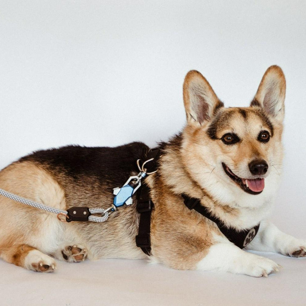 Patented Magnetic Dog Leash - Doot's Pet LLC Collars For A Cause