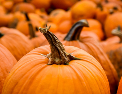 Pumpkin Flavored Yak Cheese Chew - made with REAL PUMPKIN Puree - Single - Doot's Pet LLC Collars For A Cause