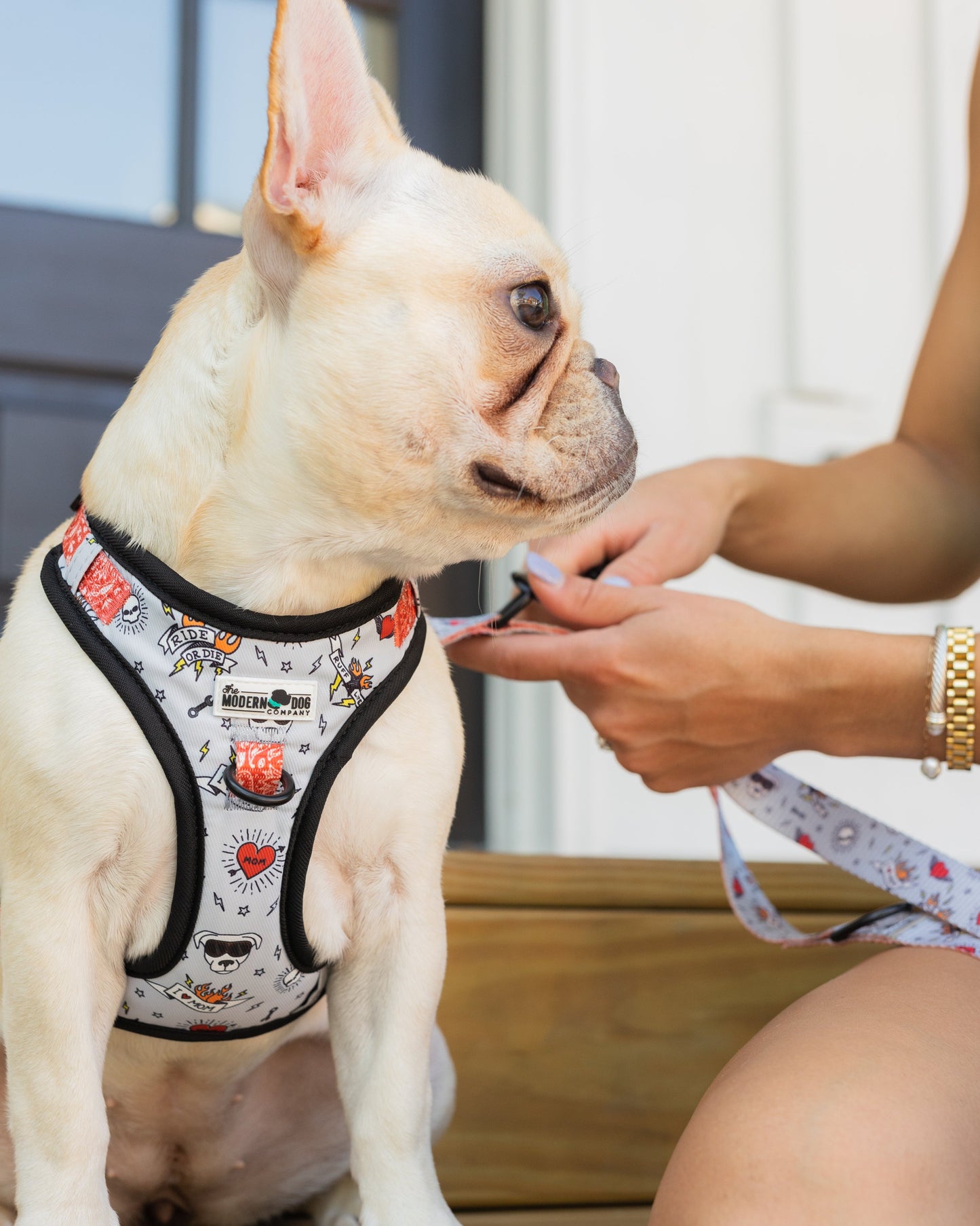 The Modern Dog Company - Bad to the Bone Harness - Doot's Pet LLC Collars For A Cause