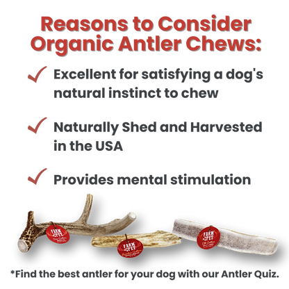 REINDEER ANTLERS FOR DOGS | ANTLER DOG CHEWS FOR AGGRESSIVE CHEWERS