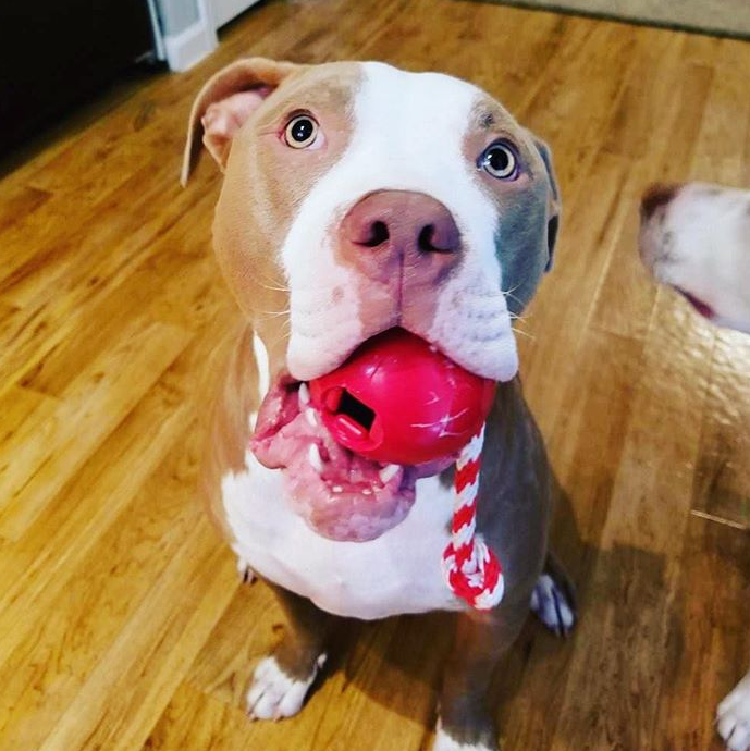 USA-K9 Cherry Bomb Durable Rubber Chew Toy, Treat Dispenser, Reward Toy, Tug Toy, and Retrieving Toy - Doot's Pet LLC Collars For A Cause