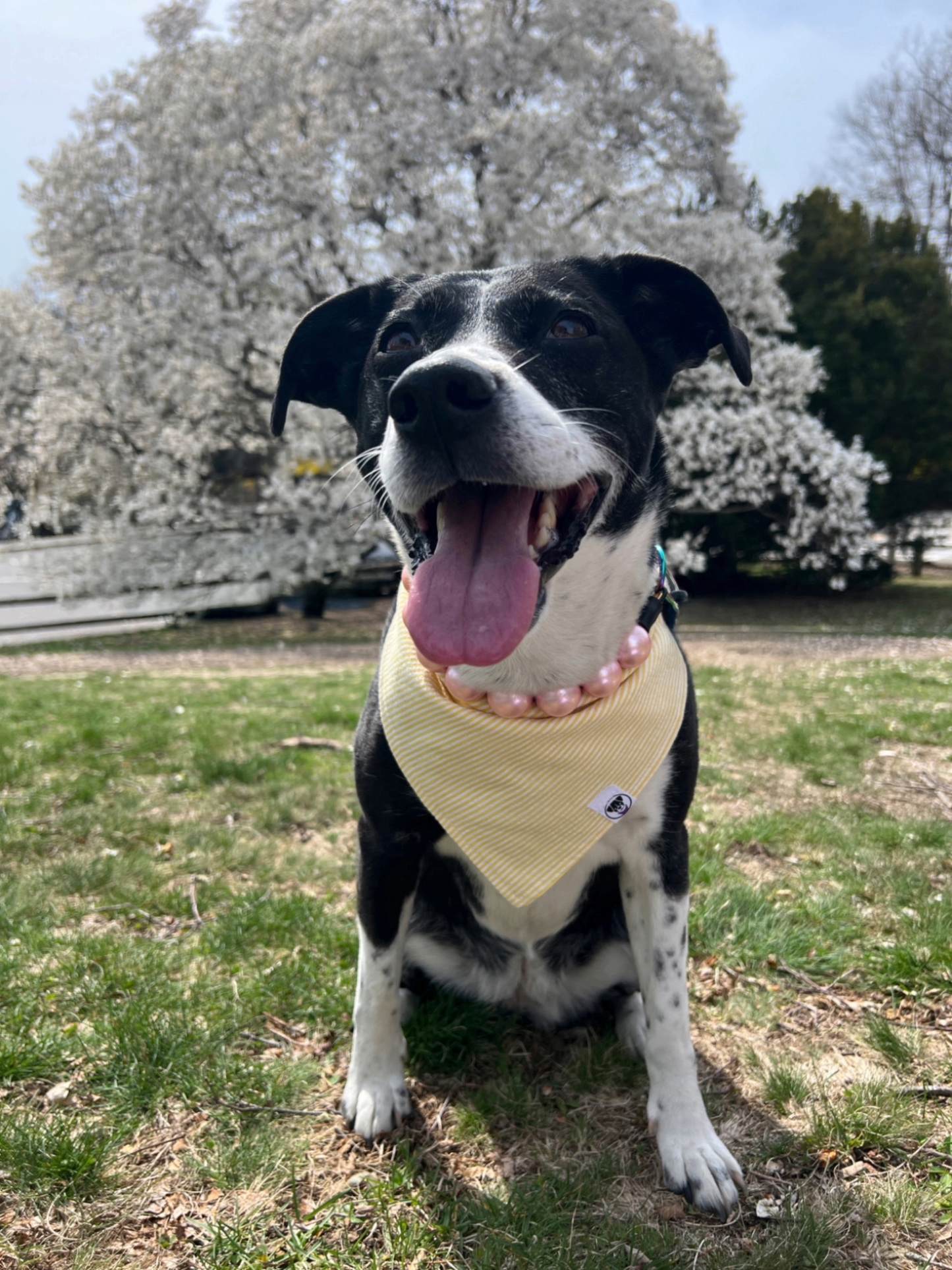 Yellow Seersucker Bandana