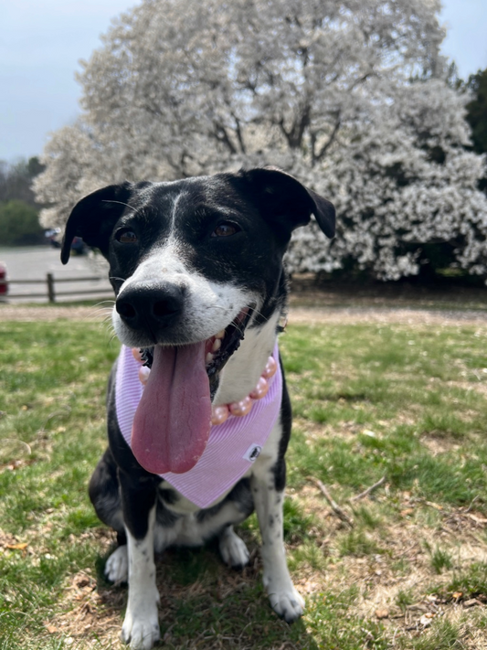 Pink Seersucker Bandana