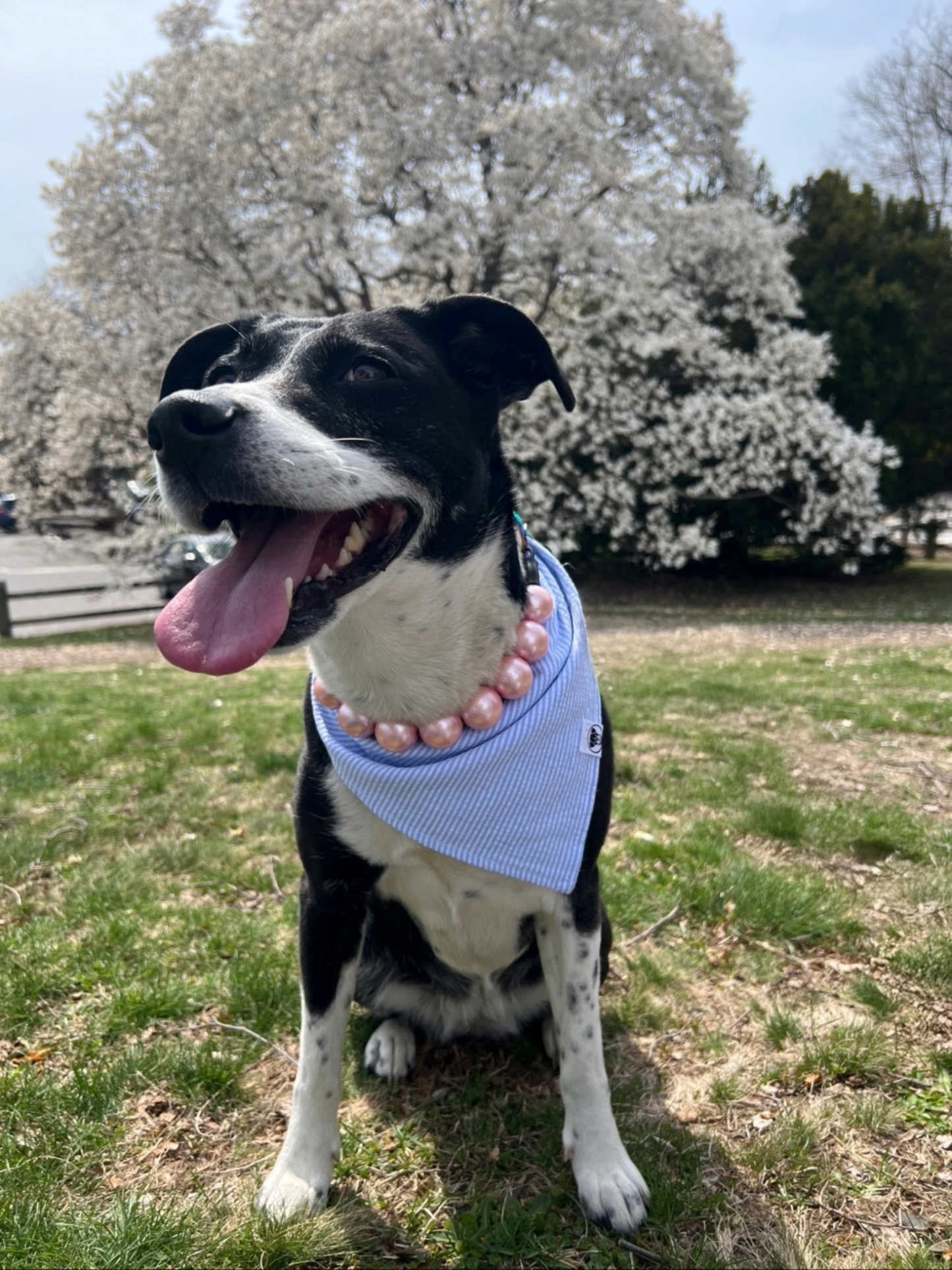 Blue Seersucker Bandana