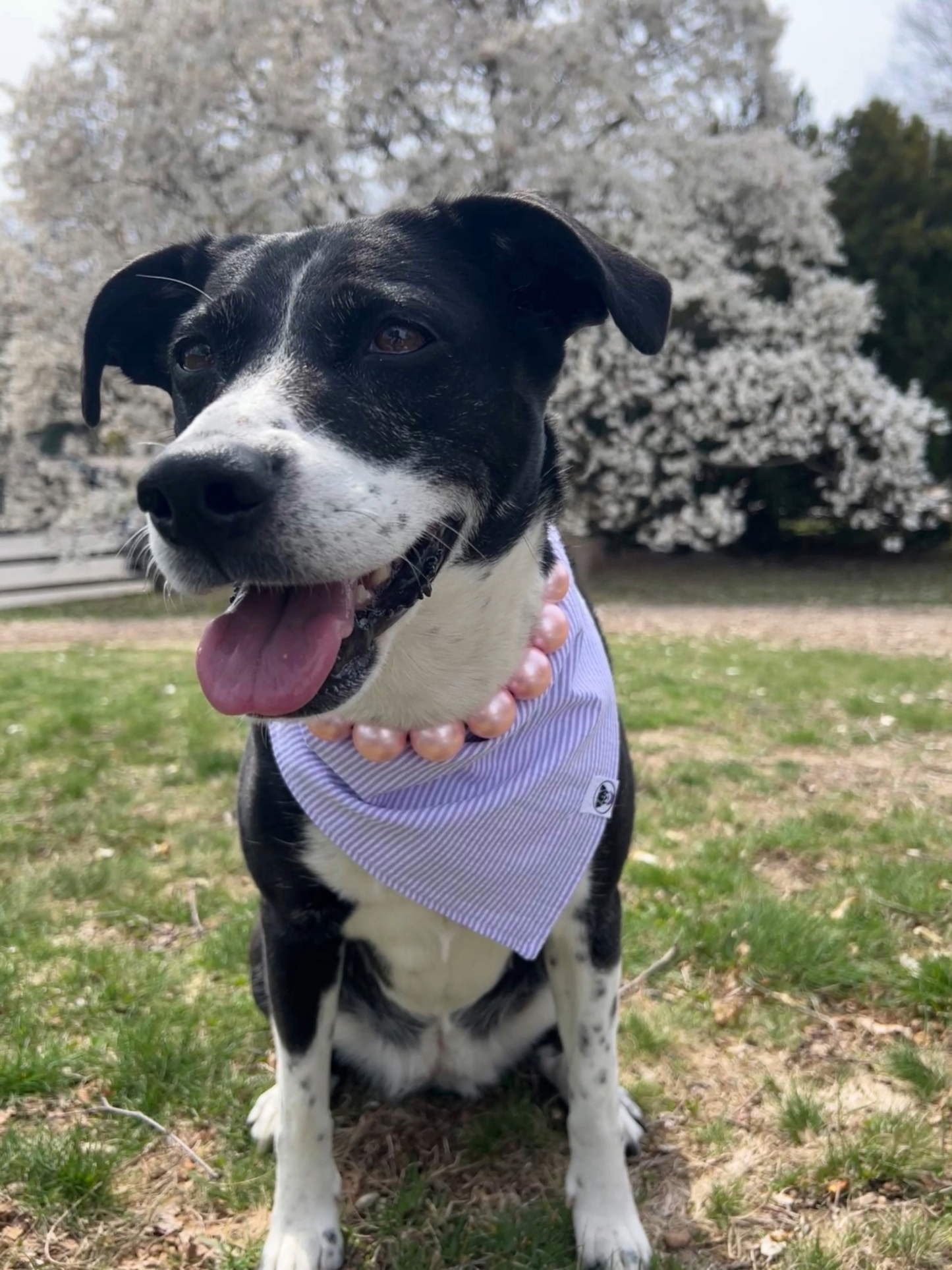 Lilac Seersucker Bandana