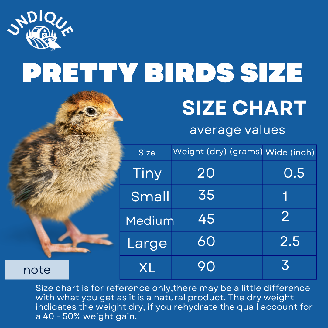 Buddy's Pretty Birds Whole Quail Chicks XL, 3 Count - Doot's Pet LLC Collars For A Cause
