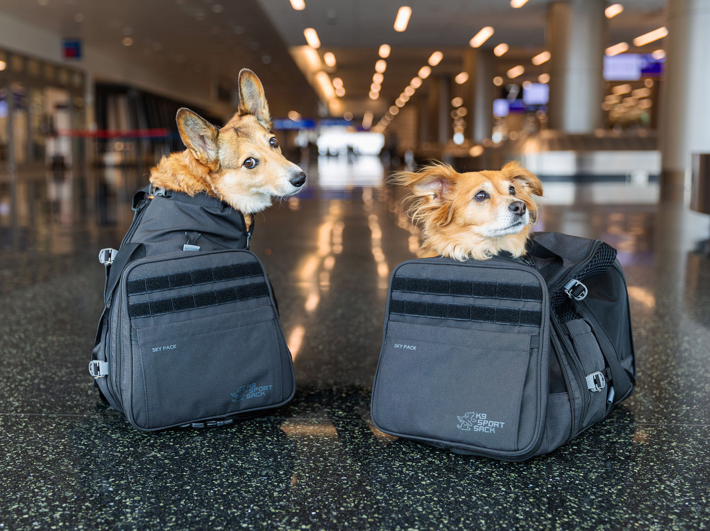 Sky Pack | Convertible Dog Backpack & Pet Carrier