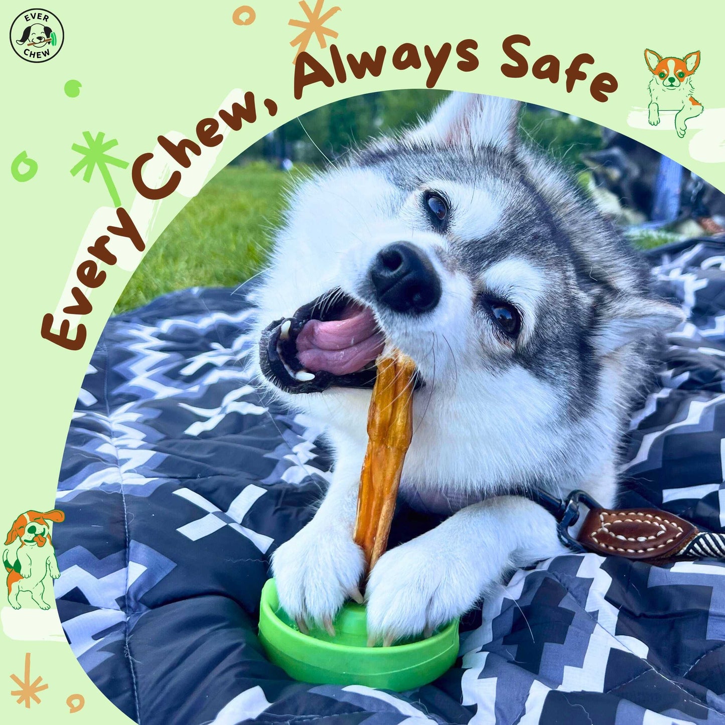 SafetyChew Small Dog Starter Pack: Pin-Lock Bully Stick Holder +  All-Natural Bully Sticks for Dogs Under 16lbs - Doot's Pet LLC Collars For A Cause