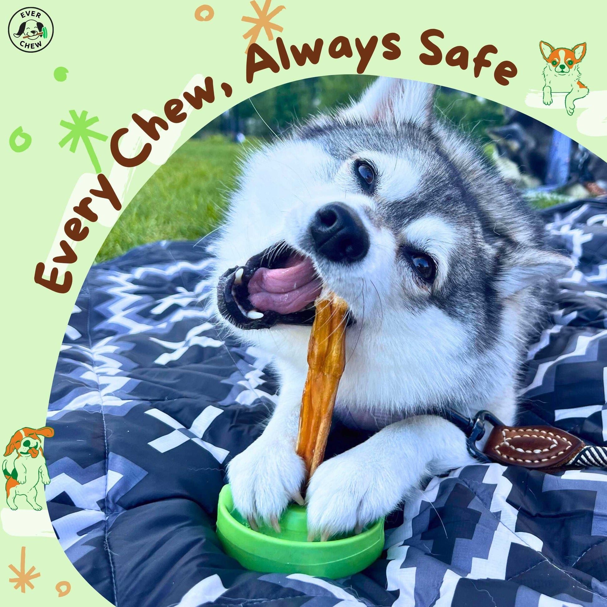 SafetyChew Small Dog Starter Pack: Pin-Lock Bully Stick Holder +  All-Natural Bully Sticks for Dogs Under 16lbs - Doot's Pet LLC Collars For A Cause