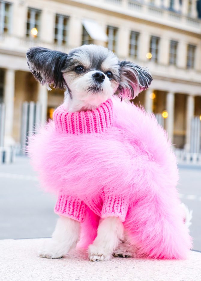 Haute Couture Feathered Luxury Pet Sweater - Doot's Pet LLC Collars For A Cause