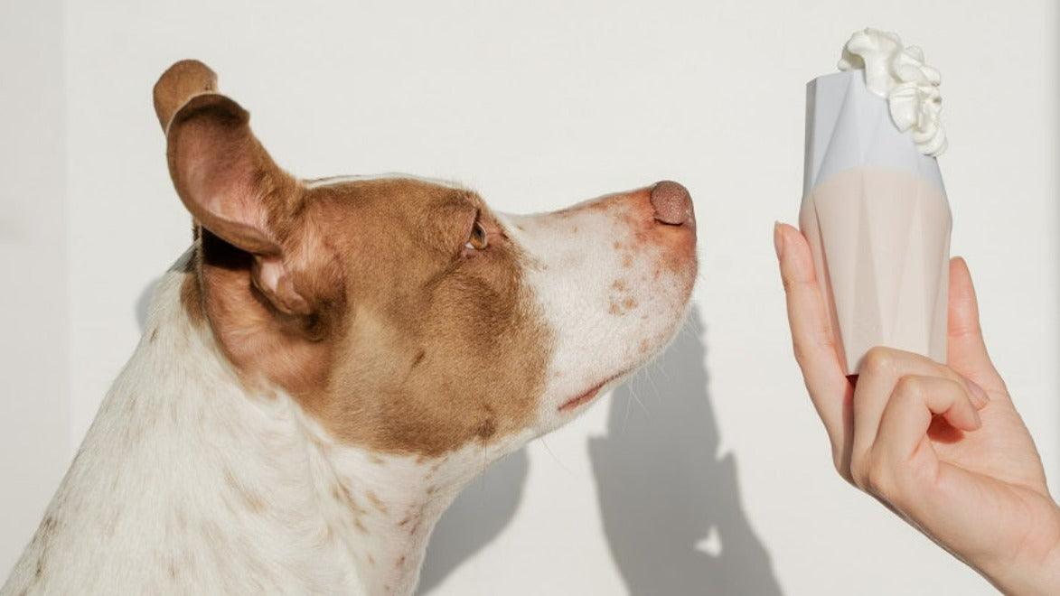 The Ubbe Modern Dog Licking Toy - Doot's Pet LLC Collars For A Cause