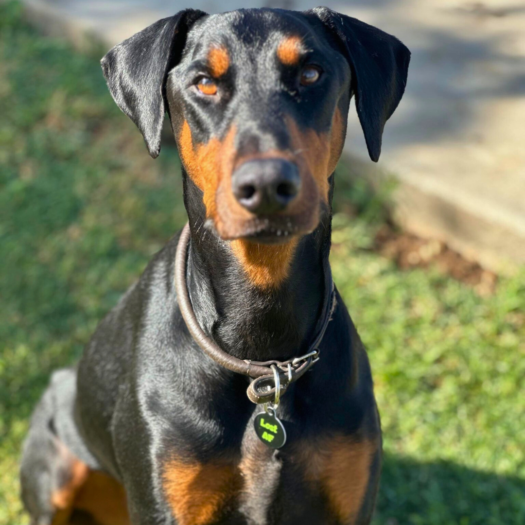 QR ID Pet Tag - Lost AF - Doot's Pet LLC Collars For A Cause