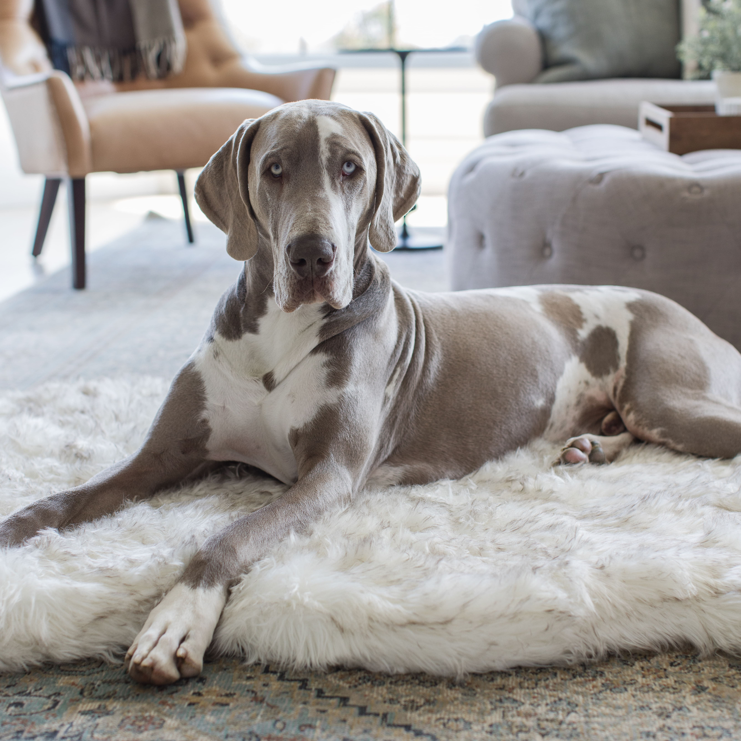 PupRug by Paw.com® Faux Fur Orthopedic Dog Bed - Curve White with Brown Accents - Doot's Pet LLC Collars For A Cause