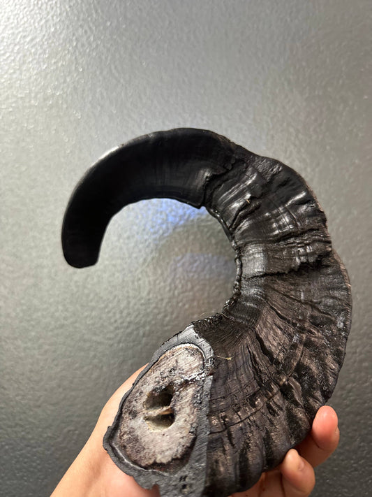 Doot's Chew Bar- Ram Horn XL