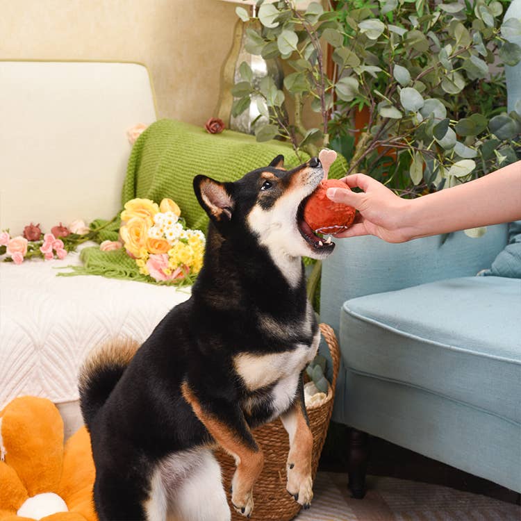 Hugsmart Products Inc - HugSmart Pet - Food Party | Ham - Dog Ball Toy