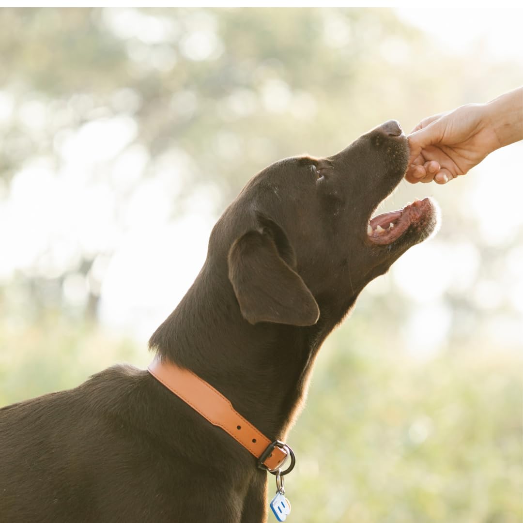 Quail Crunch Bites: Gourmet Dehydrated Dog Treats with Quail Meat & Shells | Premium Healthy Dog Treats for Training | Organic Ingredients for a Happy Palate - Doot's Pet LLC Collars For A Cause