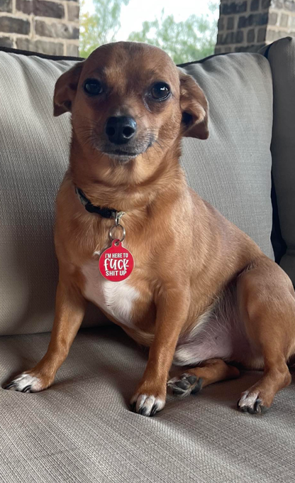 Bad Tags - Funny Dog Collar Charm Pet ID Tag - Here to Fuck Shit Up - Engraved QR Code / Small 1"