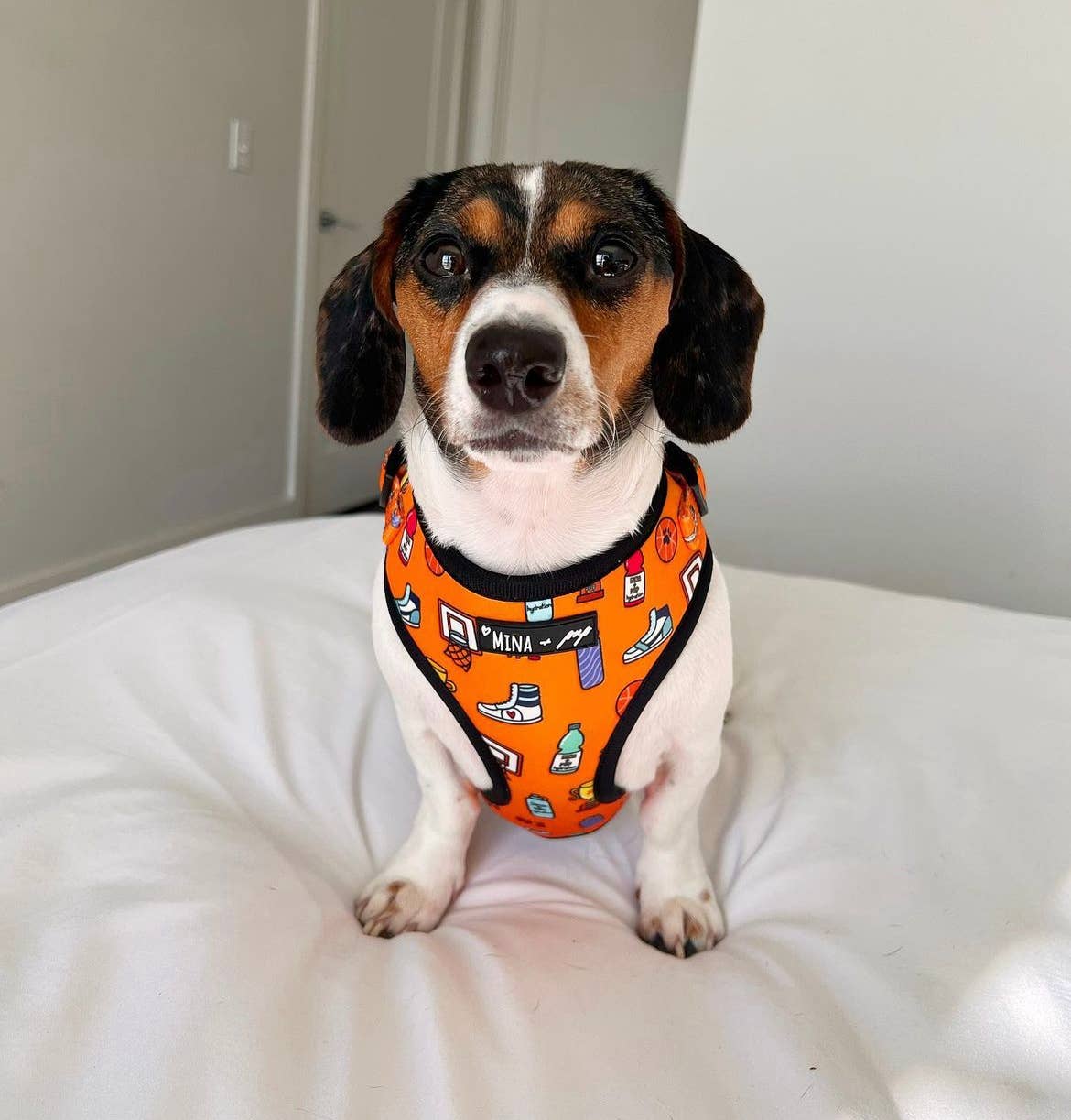 Mina + Pup - Got Game? Basketball and Sports Adjustable Dog Cat Harness